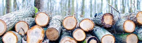 Carbones Todo en Negro | troncos madera El origen y los usos del carbón y la madera como combustibles