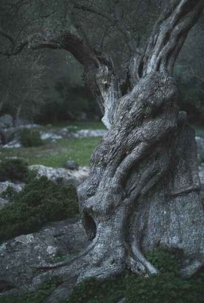 mejor-leña-para-chimeneas