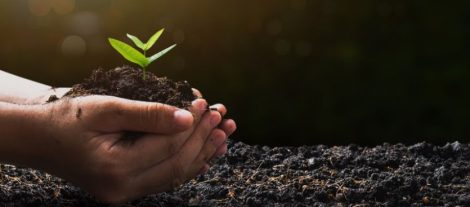 Como ayuda el carbon vegetal al medio ambiente